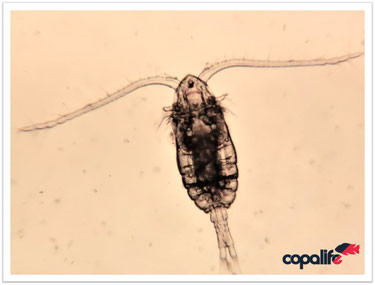 Mariner Copepode Parvocalanus crassirostris - 500ml