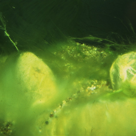 JBL AlgoPond Forte 500 ml - Wasseraufbereiter gegen alle Algen im Gartenteich